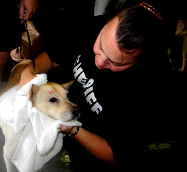 Lt. Shannon Desroche dries off Lucky, a dog brought in  with her owner, Ramona Billot, who was one of the Plaquemines residents rescued and brought to the St. Bernard Prison which was used as a shelter.