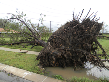 A tree uprooted in Arabi.